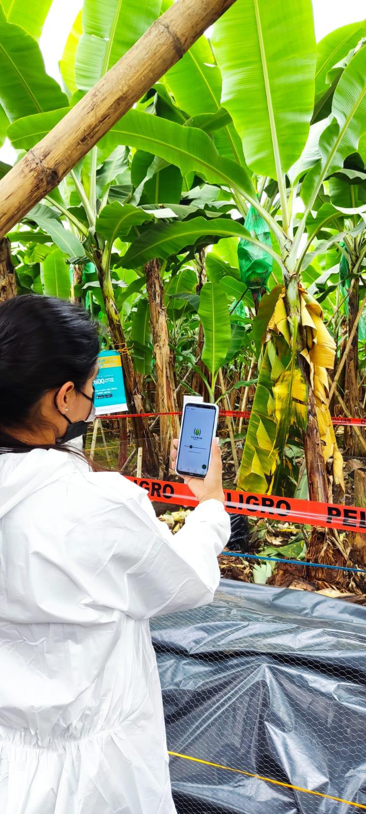 $!Una alternativa para controlar las plagas en Ecuador, es través de aplicaciones que te alerten en tiempo real qué pasa con los cultivos.