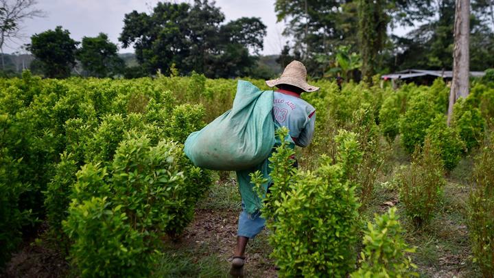 $!La dura historia de los campesinos perseguidos por la producción de hoja de coca en Colombia