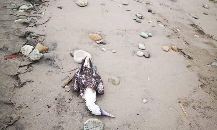 Calentamiento global y El Niño serían los responsables de la muerte masiva de aves en las costas ecuatorianas