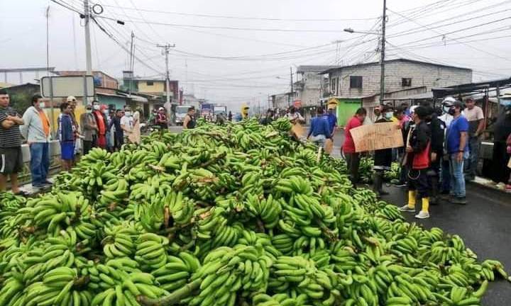 Productores de banano cerraron vías con racimos de verde en Los Ríos y Guayas