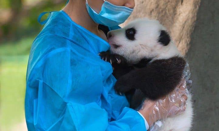Abrazador de pandas, la profesión más entrañable del mundo