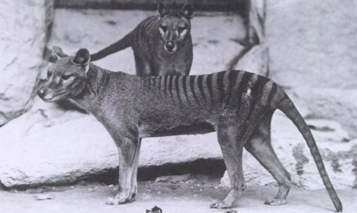Científicos planean resucitar al extinto tigre de Tasmania a través de células de un marsupial