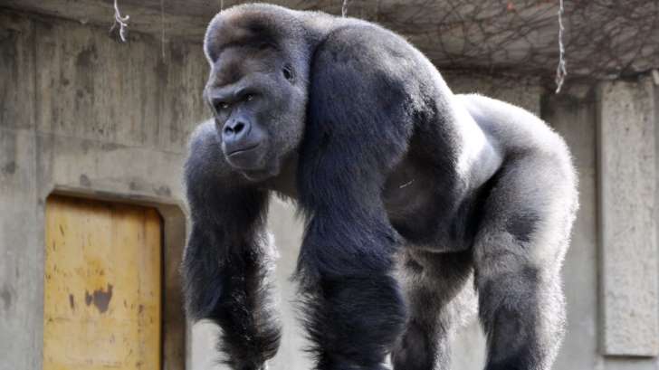 Shabani, el gorila "más bello del mundo"
