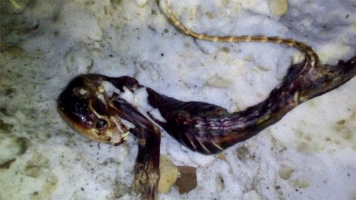 Hallan el cuerpo de un animal desconocido