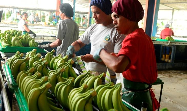 Crisis en el sector bananero por bajos precios de la fruta
