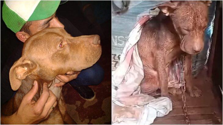 Un joven robó al cachorro pitbull de su vecino para salvarlo de los maltratos en Argentina