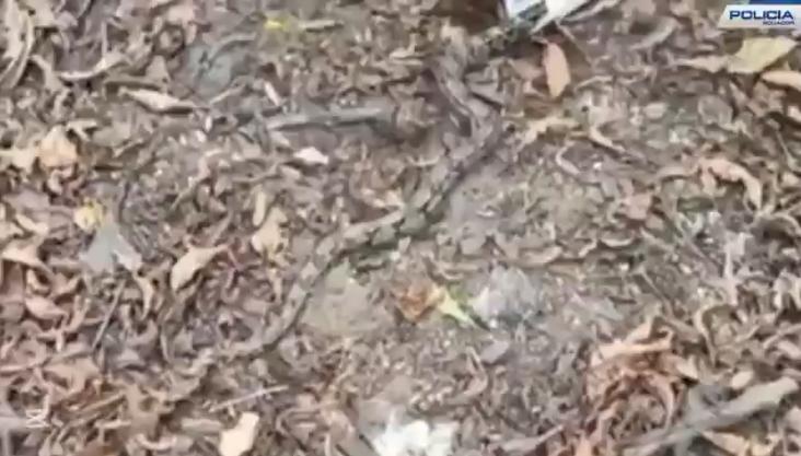 $!Otra boa fue hallada en un zona residencial de Chongón.