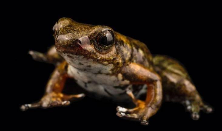 Nueva especie de rana, otorga esperanza al área de Llurimagua