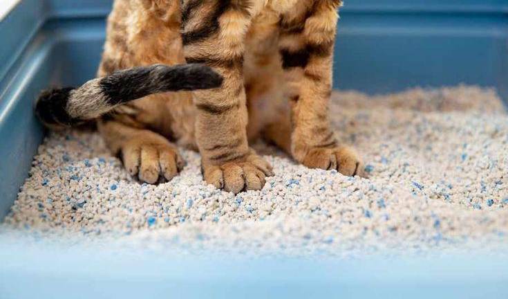Un gato dentro de su arenero.