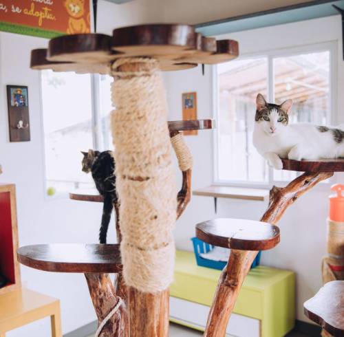 Gatos de la fundación Almanimal..
