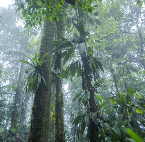 Toma que muestra parte del bosque en la provincia costera de Esmeraldas, fronteriza con Colombia.