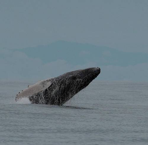 Ver ballenas jorobadas en el feriado del 10 de Agosto: lugares y precios en la Costa de Ecuador