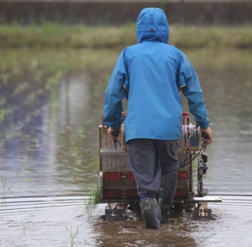 Agricultor en cultivo de arroz.