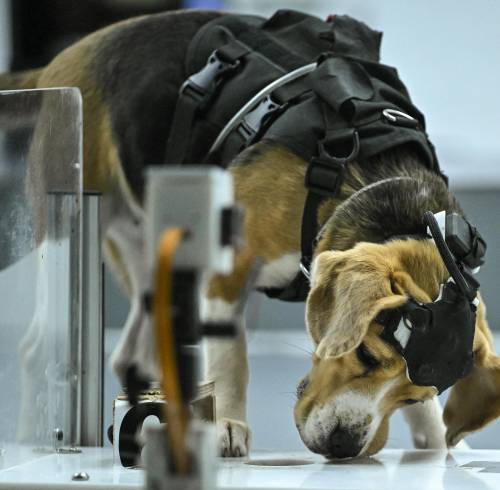 Perros e inteligencia artificial: el innovador método que prueba detectar el cáncer a través del olfato