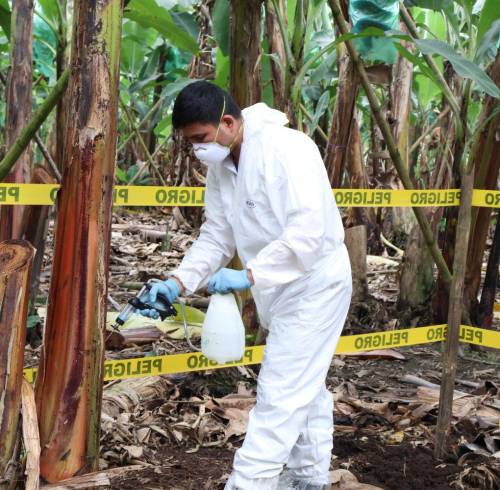 Un técnico de Agrocalidad realiza tareas fitosanitarias en una finca bananera.
