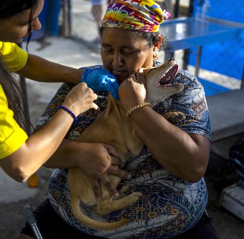 Más de 700 mascotas esperan por un hogar tras los devastadores terremotos en Venezuela