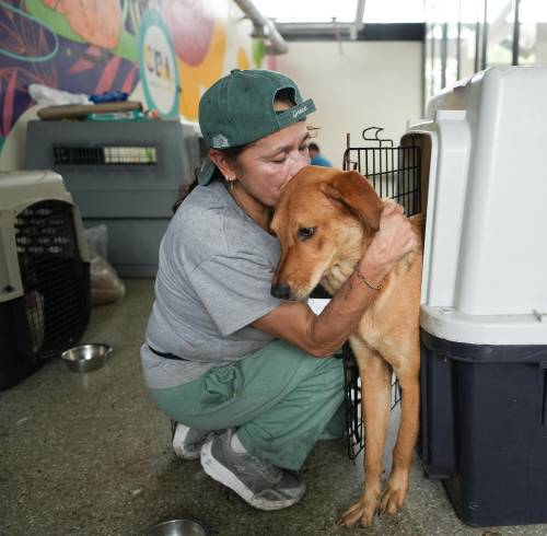 Más de 160 animales rescatados tras el terremoto en Cali reciben atención veterinaria y acompañamiento emocional