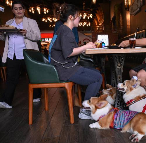 Hong Kong levanta la prohibición que impedía la entrada de perros a establecimientos de comida