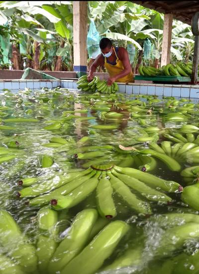 El banano Cavendish es uno de los más producidos y consumidos a nivel mundial.