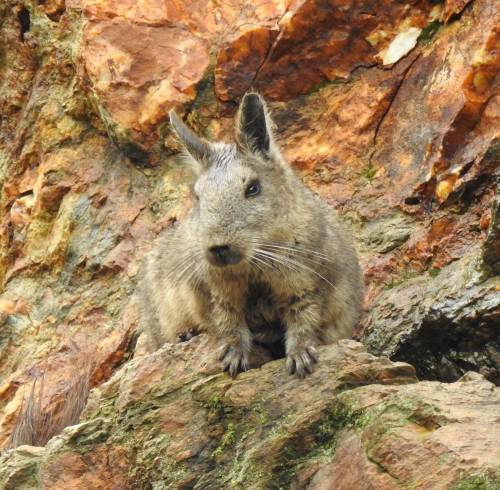 La vizcacha es un roedor que habita exclusivamente en afloramientos rocosos.