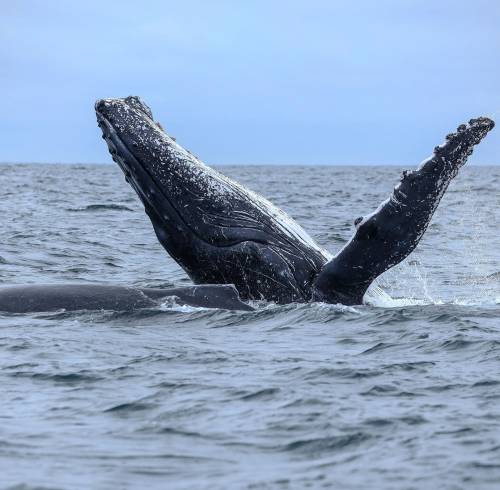 Ballena jorobada en costa ecuatoriana.