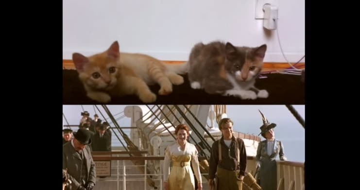 La historia de amor del &#039;Titanic&#039; protagonizada por gatos