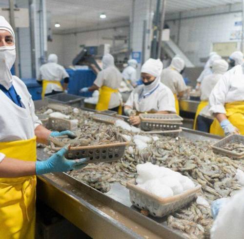 Fotografía que muestra a un trabajador del sector camaronero.