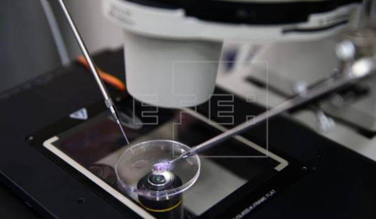 Reconocen a las células culpables de que embriones no se implanten en útero