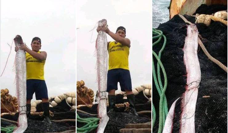 Pescador relata lo que pasó con pez remo capturado en Ecuador