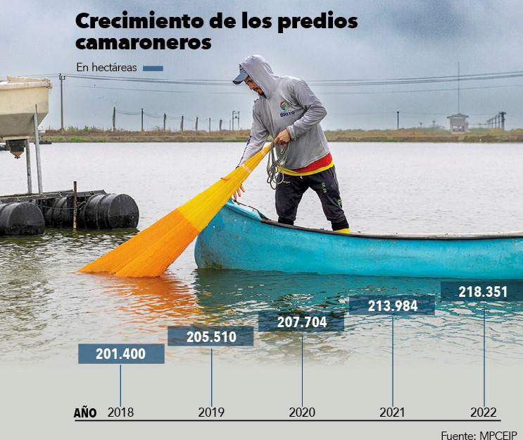 $!Producción y exportación de camarón ecuatoriano continúa al alza