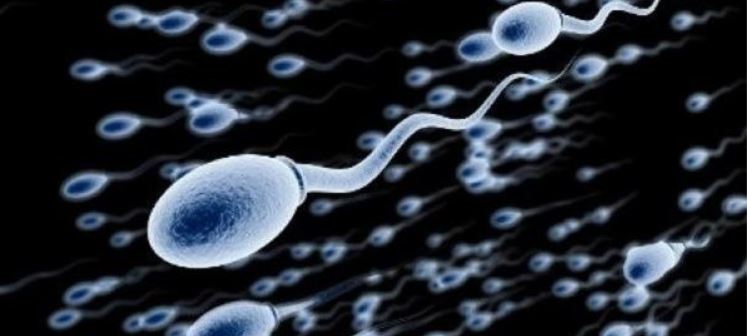 Descubren que los espermatozoides no &quot;nadan&quot; como pensábamos