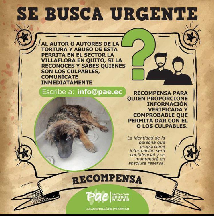 $!Rescatan a perrita que fue abusada sexualmente en Quito y ofrecen recompensa para hallar a quien cometió el acto de crueldad