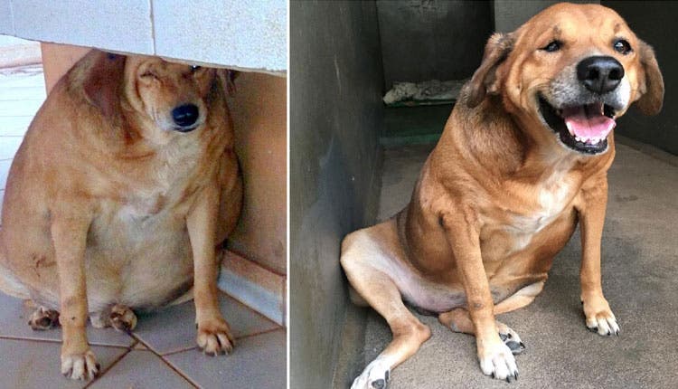 La impresionante transformación de un perro callejero obeso