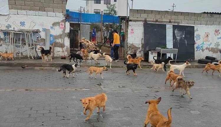 Desalojan a más de 200 perritos de refugio en el norte de Quito