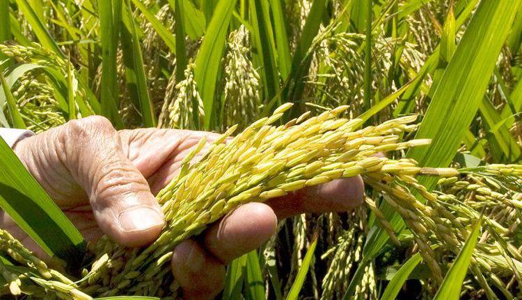 Piladoras solicitan un manejo adecuado para la importación de arroz
