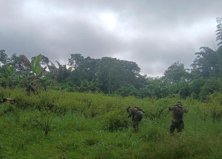 $!INTERVENCIÓN. El gobierno ecuatoriano minimiza la presencia de cultivos de coca en ese país, pero en los últimos años se tiene registros de zonas donde se cultiva este insumo.