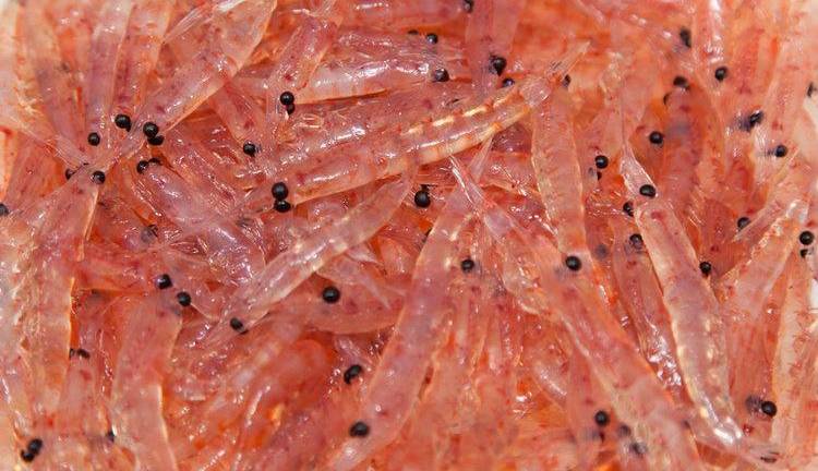 El krill es un tipo de crustáceo minúsculo similar al camarón, originario de la Antártida.