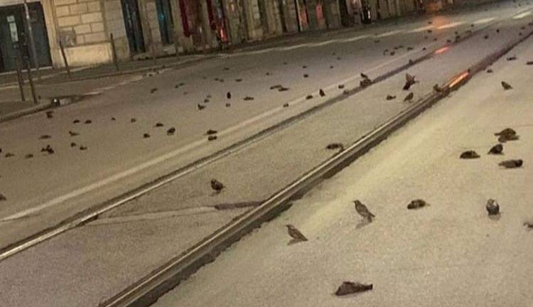 Mueren cientos de aves en Roma por los fuegos artificiales en Año Nuevo