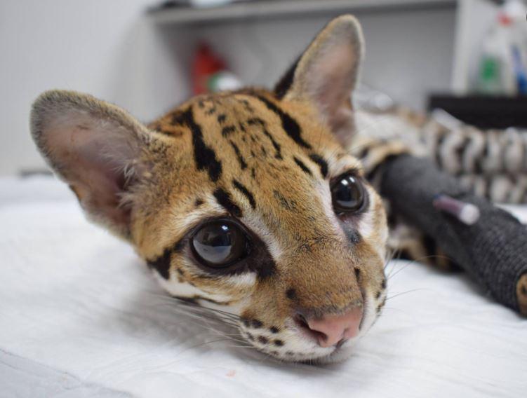 $!Los ocelotes son objetivos de cazadores debido a su piel y a que tienden a ser mascotizados, lo cual es ilegal en Ecuador según el Art. 247 del COIP. El ocelote de la foto no es Sacha, sino uno llamado Virgilio.