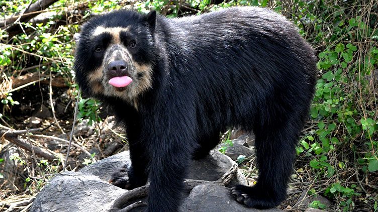 40 especies están en peligro crítico de extinción en Ecuador