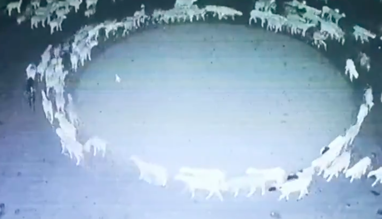 El extraño comportamiento de un centenar de ovejas en China: llevan días caminando en círculos