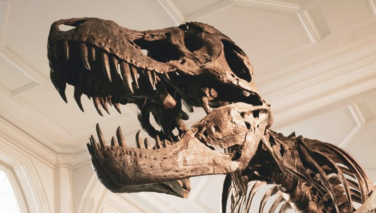 Descubren uno de los antepasados más antiguos del Tyrannosaurus Rex en Brasil