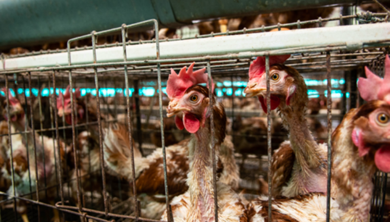 Situación de las gallinas en Ecuador: jaulas sin espacio, corte de pico, descarte de pollos y muda forzada