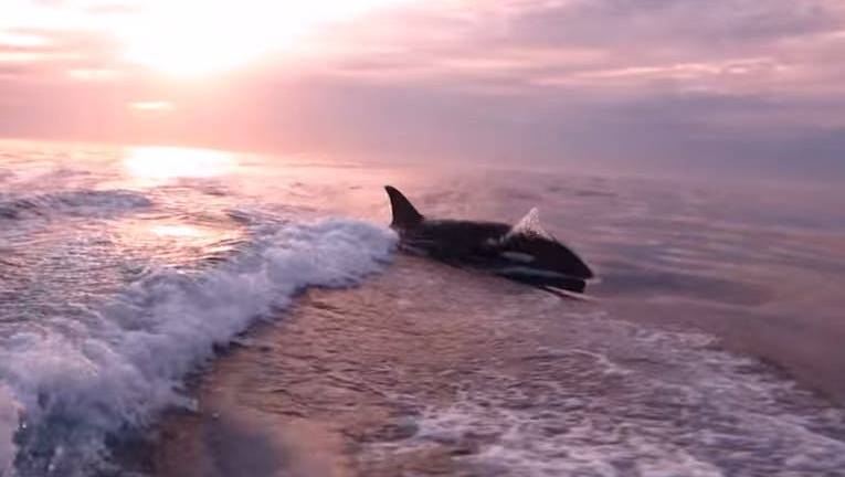 El viral video de un grupo de orcas que persigue un bote