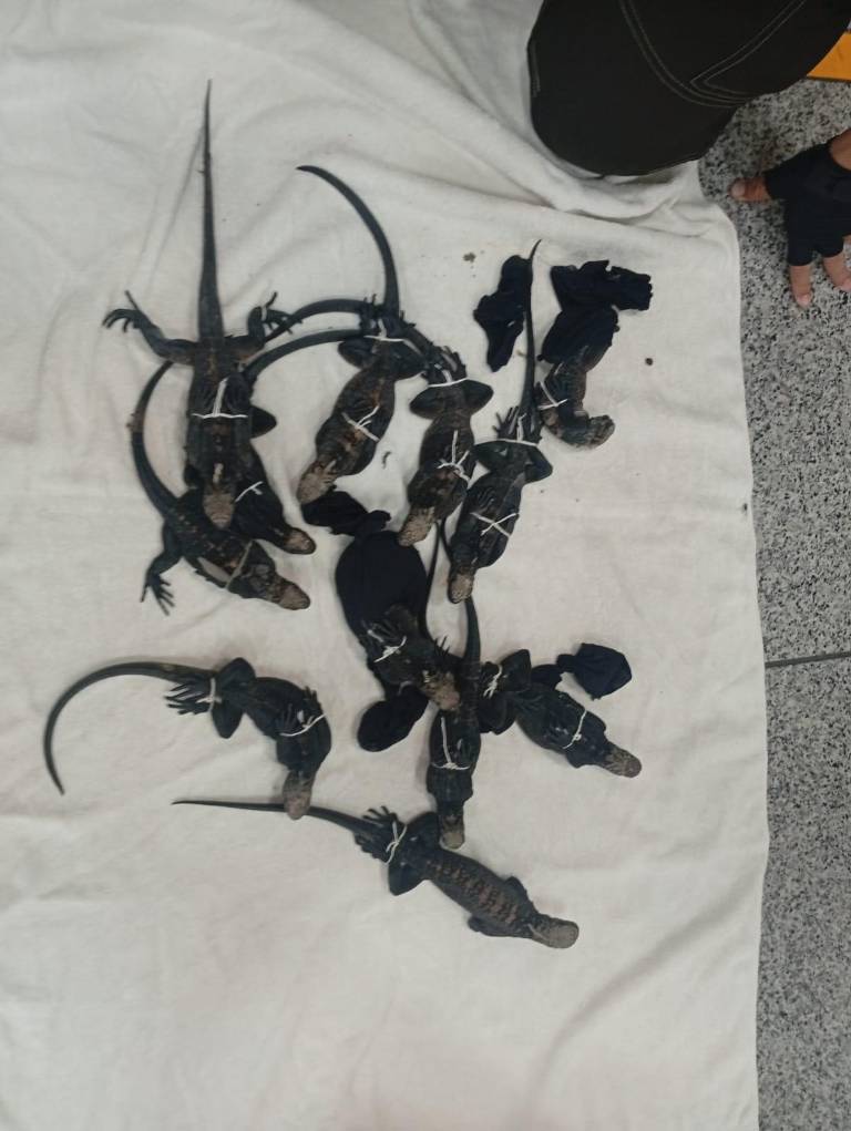 $!Iguanas hacinadas en mochilas de extranjeros.