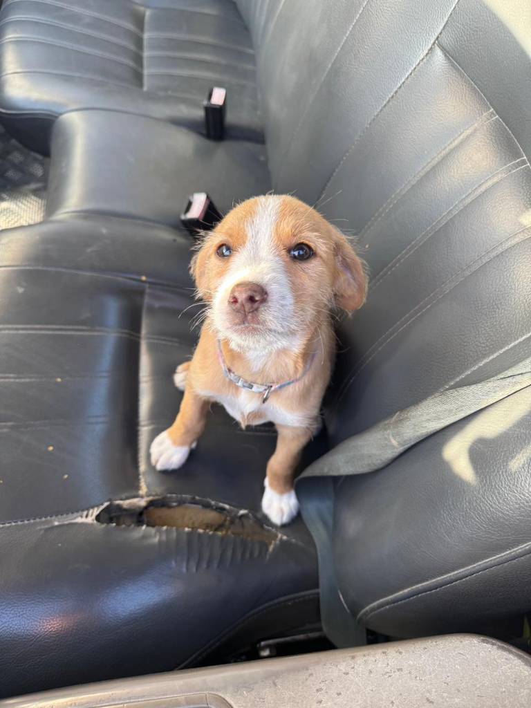 $!Freya, la primera mascota rescatada con 'Alerta Patitas', mirando a la cámara.