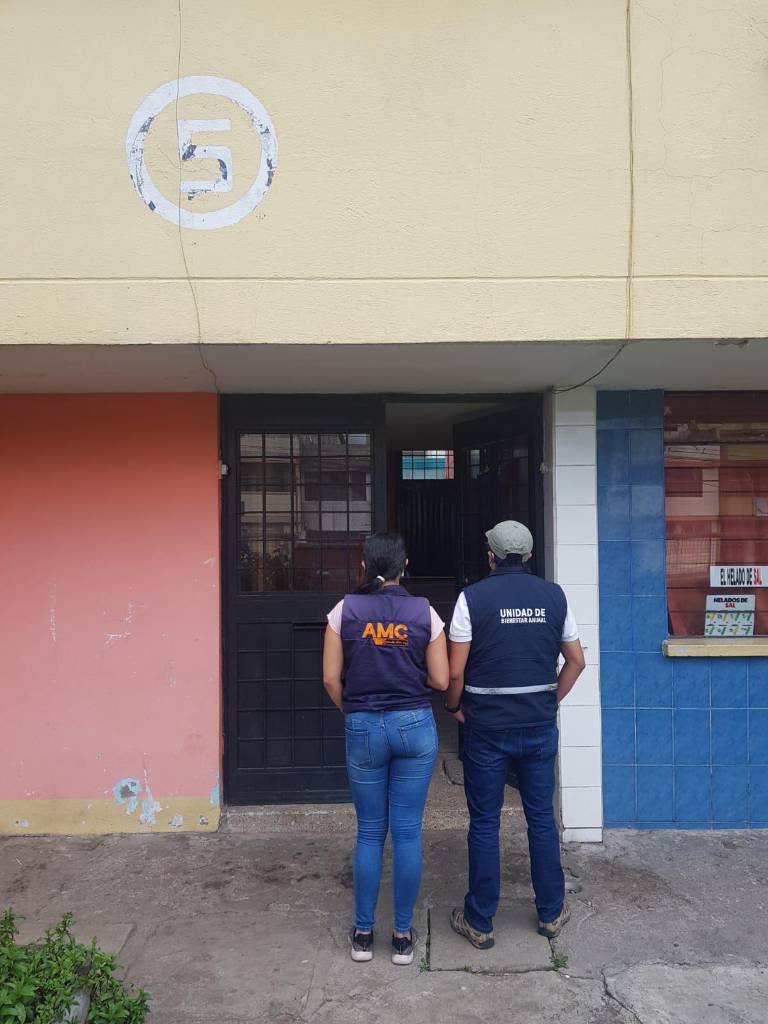 $!Video capta a conductor que atropella a un perro en Quito; autoridades municipales lo identifican