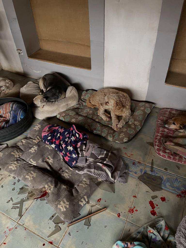 $!Perros asustados tras ataque a refugio.