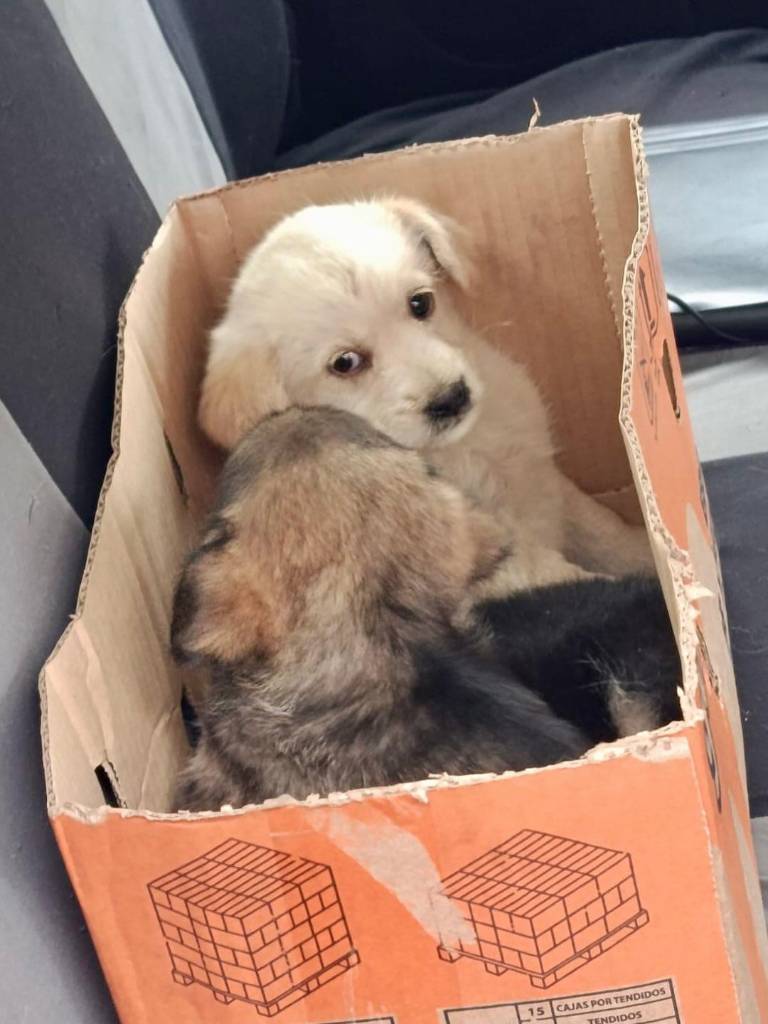 $!La UBA recordó que continuará realizando controles en distintos sectores de la ciudad.