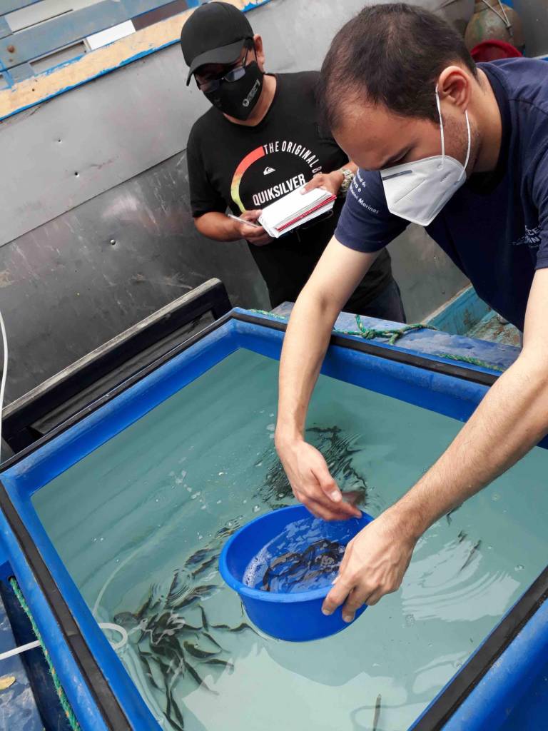 $!El CENAIM está experimentando con el robalo, su primer desove dejó como resultado 15.000 alevines.